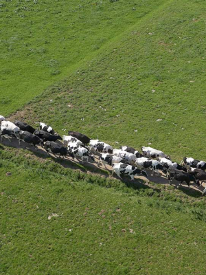 Heifers in the fields
